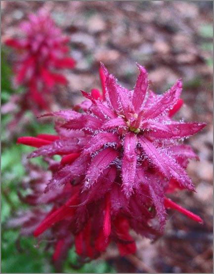 sm P05 Indian Warrior.jpg - Indian Warrior (Pedicularis densiflora). These natives were numerous. Being parasites they often derive food from Manzanita roots.